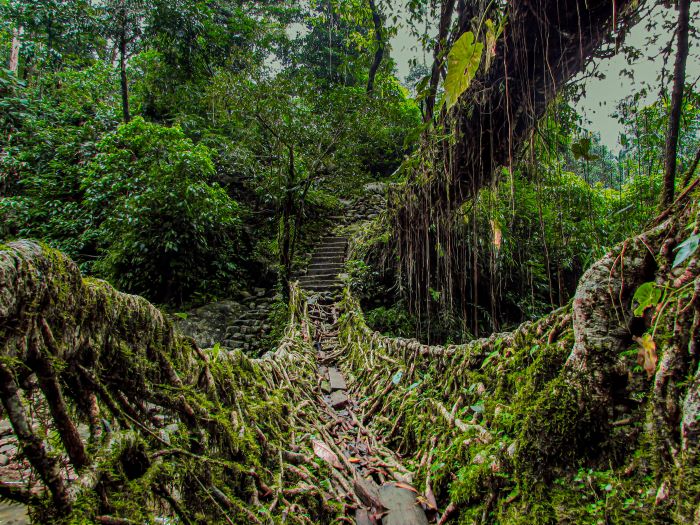 Foto dei ponti di radici viventi di Nongriat