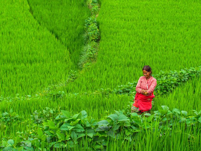 Una donna che cammina in un campo di riso