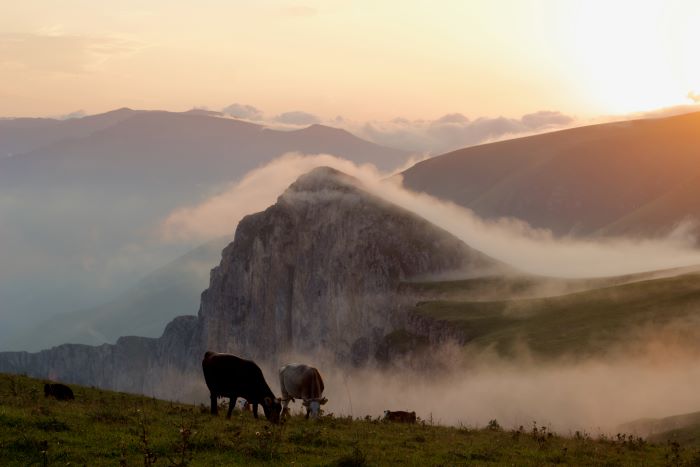 Cows grazing in front of the cliffs of Dilijan