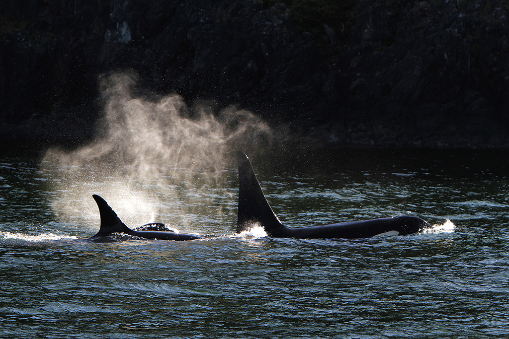 Orkas nel Howe Sound, Columbia Britannica