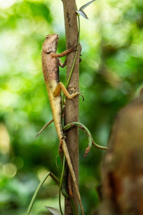 A Chameleon climbing up a tree
