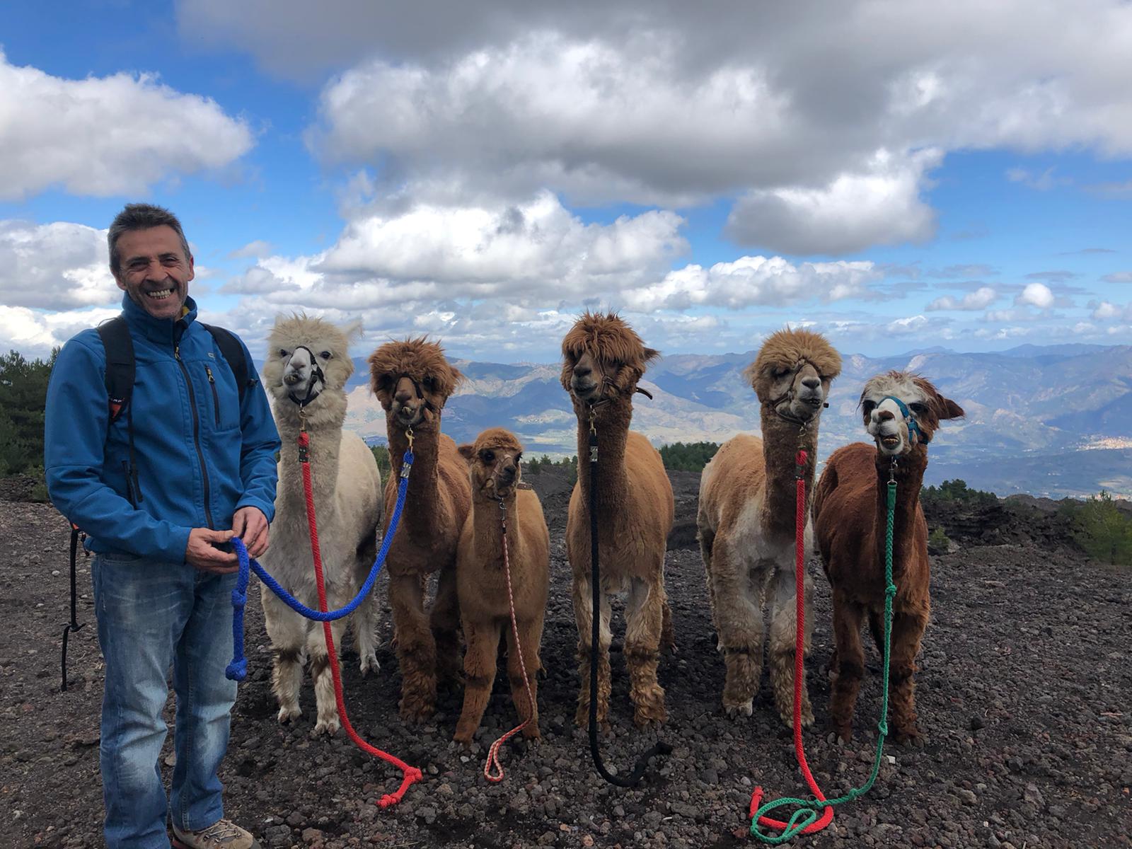 Alpacas during a mount Etna alpaca trek in Sicily